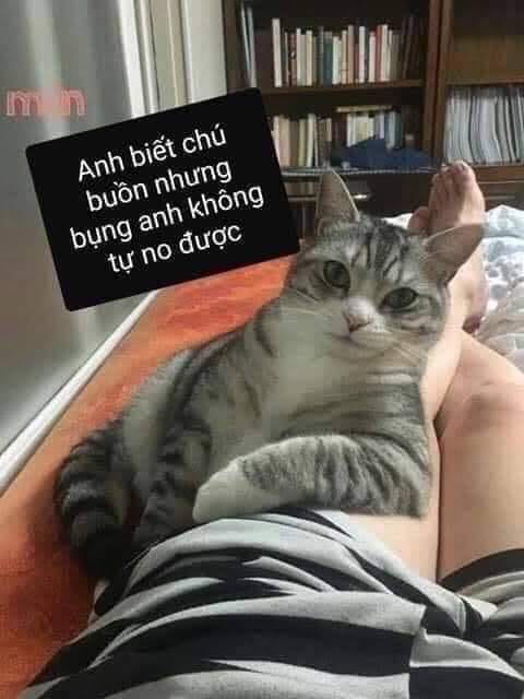 Anh biết chú buồn nhưng bụng anh không tự no được mèo trịnh thượng