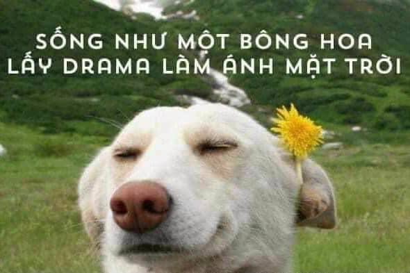 Chú chó yêu đời lấy hóng drama làm ánh sáng cuộc đời