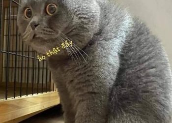 Bạn mèo mập ngạc nhiên “Ảo thật đấy”