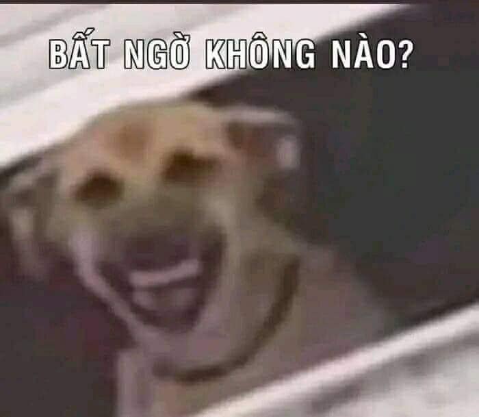 Chó cười tét miệng “Bất ngờ chưa nào”