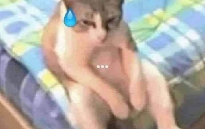 Mèo con mệt mỏi sau một ngày làm việc meme