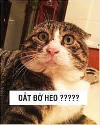 Meme bất ngờ mèo con “oắt đờ heo??” meo meo