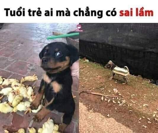 Cái giá phải trả sau khi gây tội ác của một chú chó