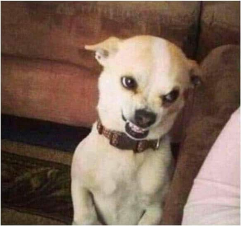 Chó Chihuahua nhe nanh tức giận “Tao giỡn mặt với mài hả?”