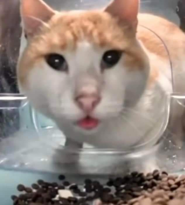 Chú mèo có khuôn mặt tò mò “ái chà! cái gì đây?”