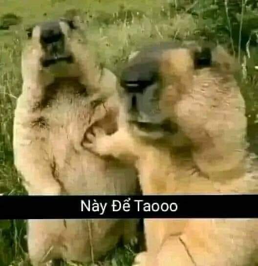 Chú hải ly lấy tay ngăn bạn lại “Cái này để tao”
