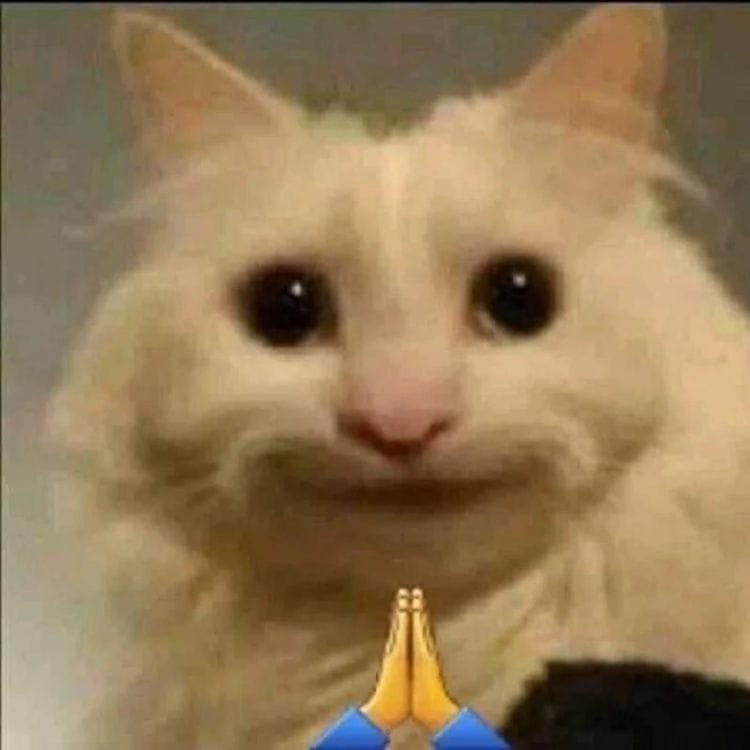 Meme mèo lo lắng chắp tay cầu xin?