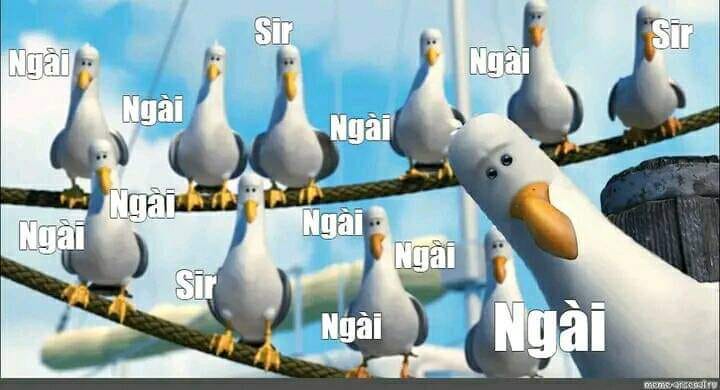 Đàn chim đồng thanh gọi “Ngài – Sir” với người đang xem ảnh