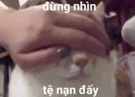 Mèo bị sen bịt mắt “Đừng nhìn! Tệ nạn đấy”