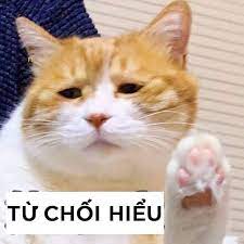 Mèo giơ chân “từ chối hiểu” cùng khuôn mặt buồn ngủ